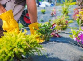 Gardener Spring Planting. Caucasian Garden Technician During Process of Creating New Lawn Around the House.